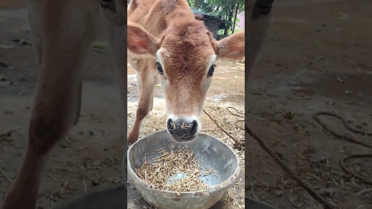 Big cow and calf video #cow #animal #calf 