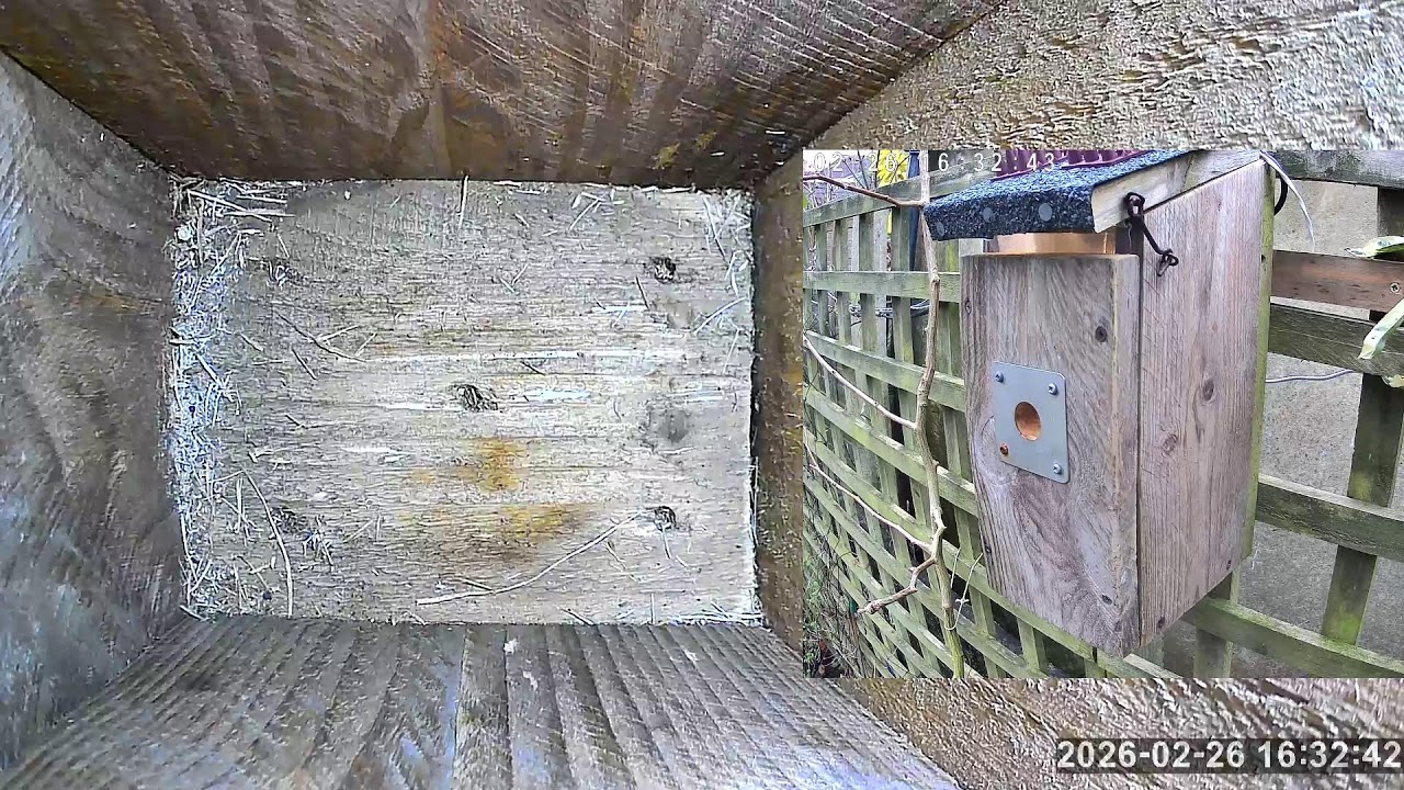 SoBo Nest Box Live Stream