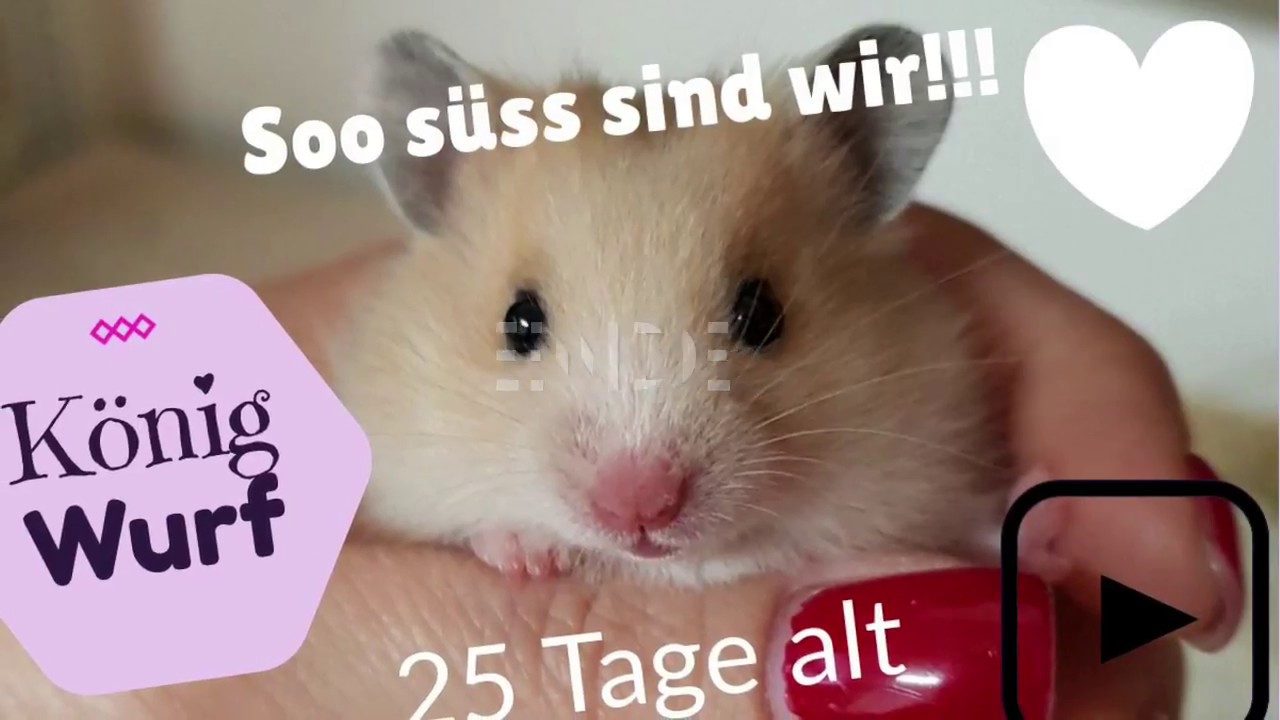Königwurf 25 Tage alt – so süss sind wir – Hamstermania