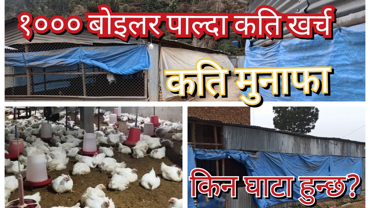 १००० बोइलर कुखुरा पालन गर्दा कति खर्च र कति मुनाफा// Boiler chicken farming investment & profit