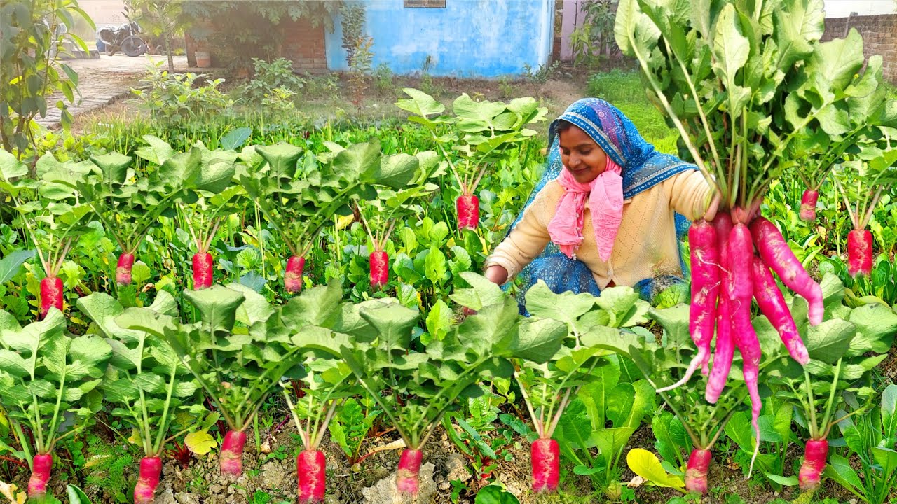 इस कड़कती ☃️ठंड में खेतों के ताजे लाल 🥕मूली से बनाया हमने स्वादिस्ट हेल्दी ☘️साग जो सबके मन को भाये😍