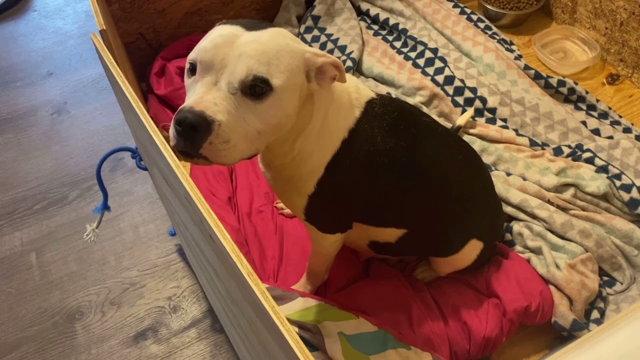 Pitbull Giving Birth