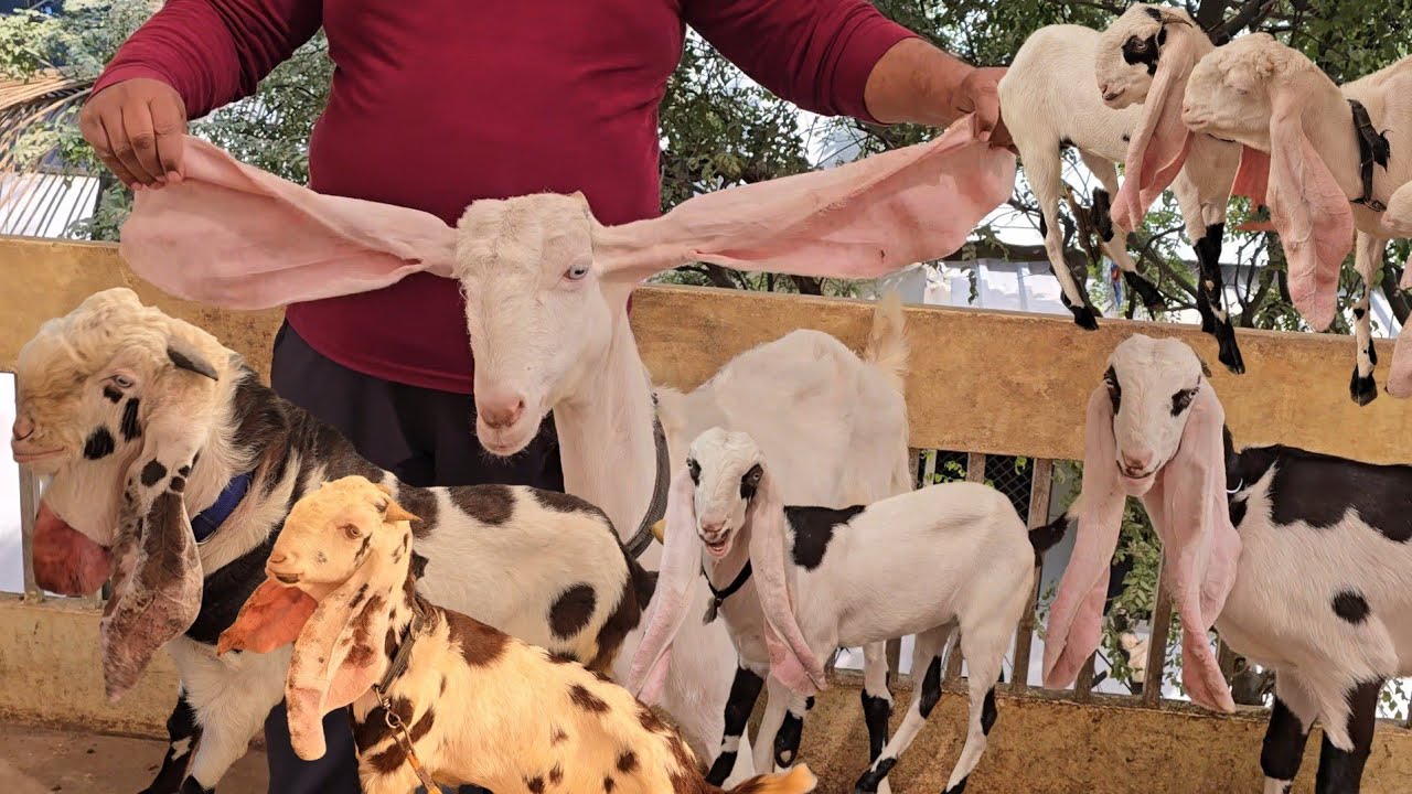 Hyderabadi quality males and female s at breedline Chandran gutta,in hyderabad 