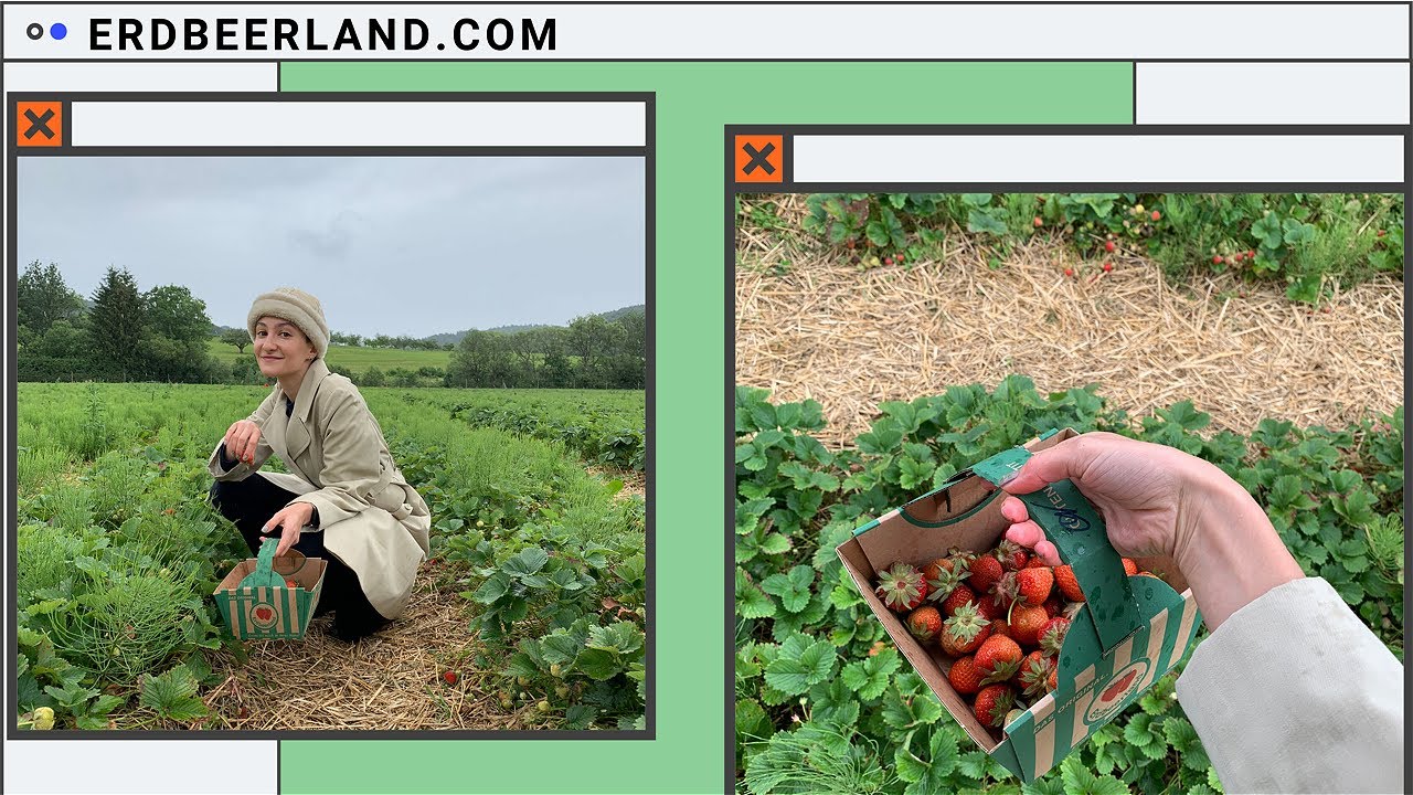 Erdbeerland 2020 - frische Erdbeeren vom Feld. - Suepergurl