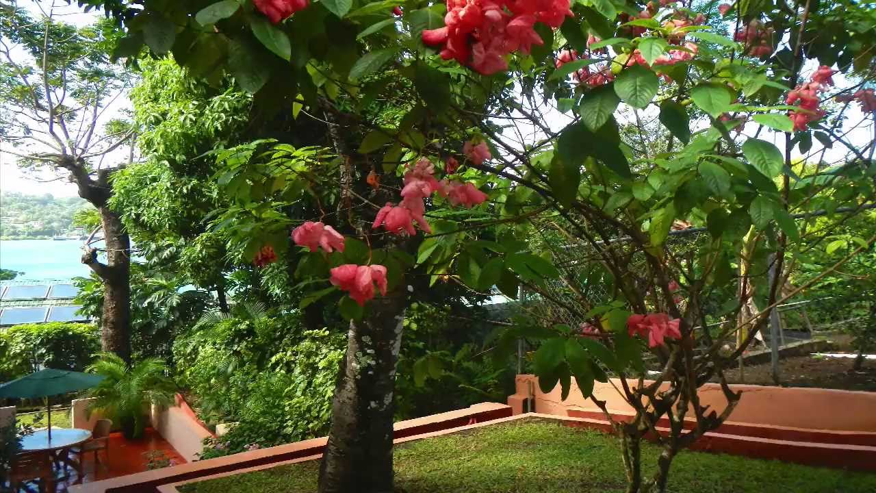 PoinsettiaApartments - the Nook Villa 4, 1 Bedroom Self Catering Accommodation S.t. Lucia