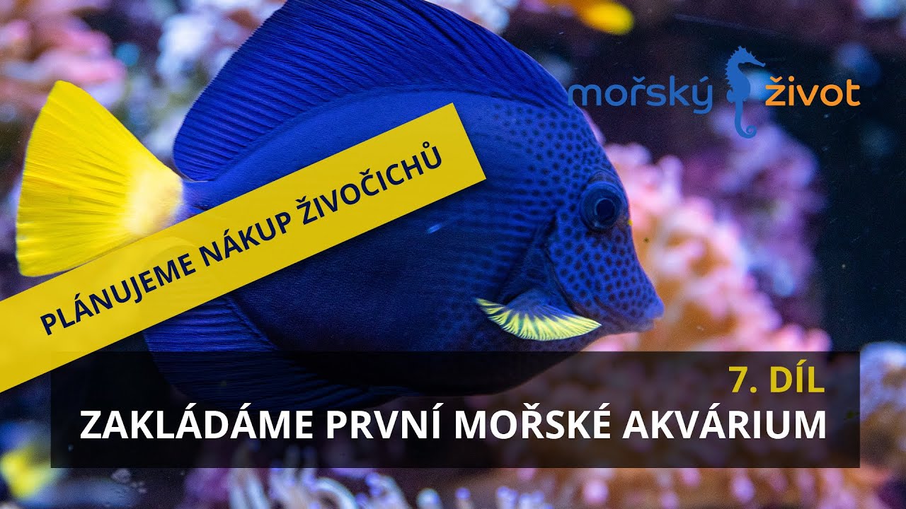 Zakládáme první mořské akvárium 7. díl - Plánujeme nákup živočichů