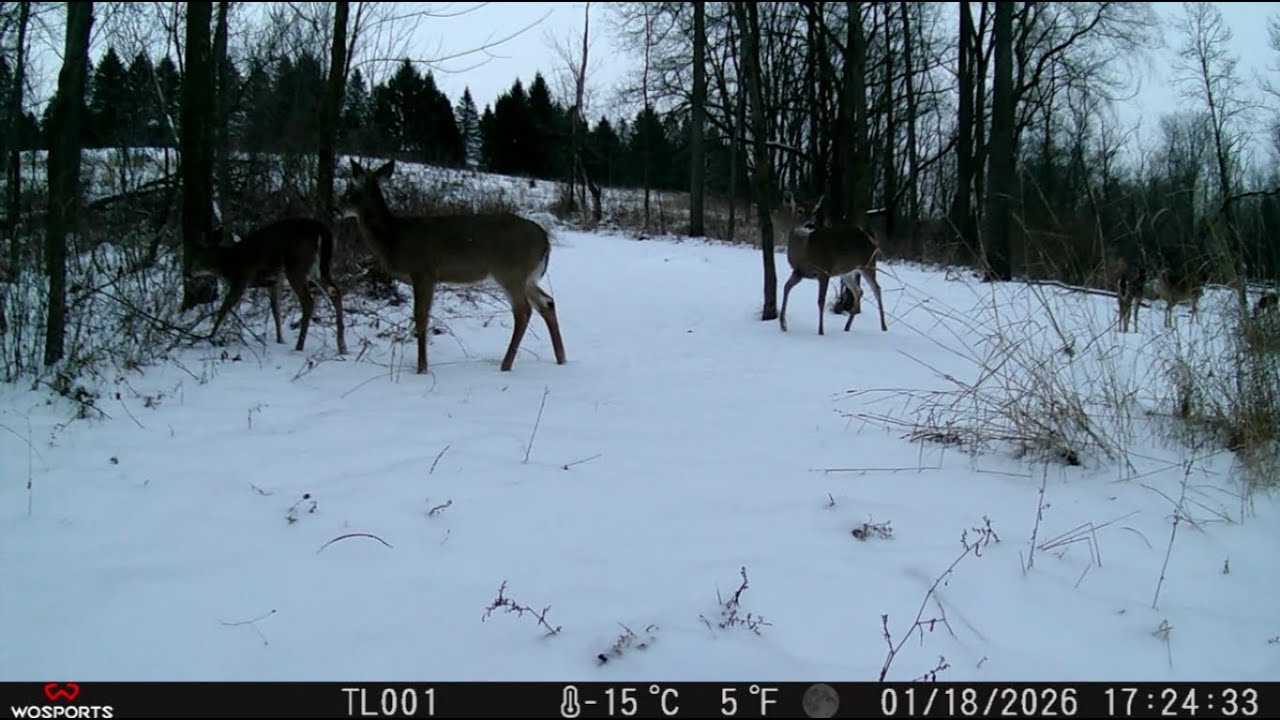 Trail cam videos (Jan 13 - Jan 31)