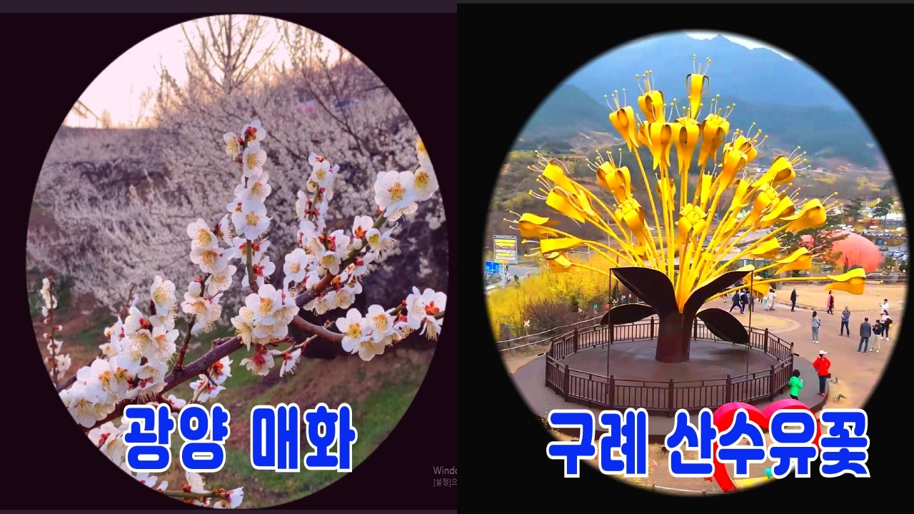 😍💐3월에 방문하면 좋은 여행지? 주말여행지,광양매화마을, 구례 산수유꽃 마을Gwangyang Maehwa Village and Gurye Sansuyu Flower Village