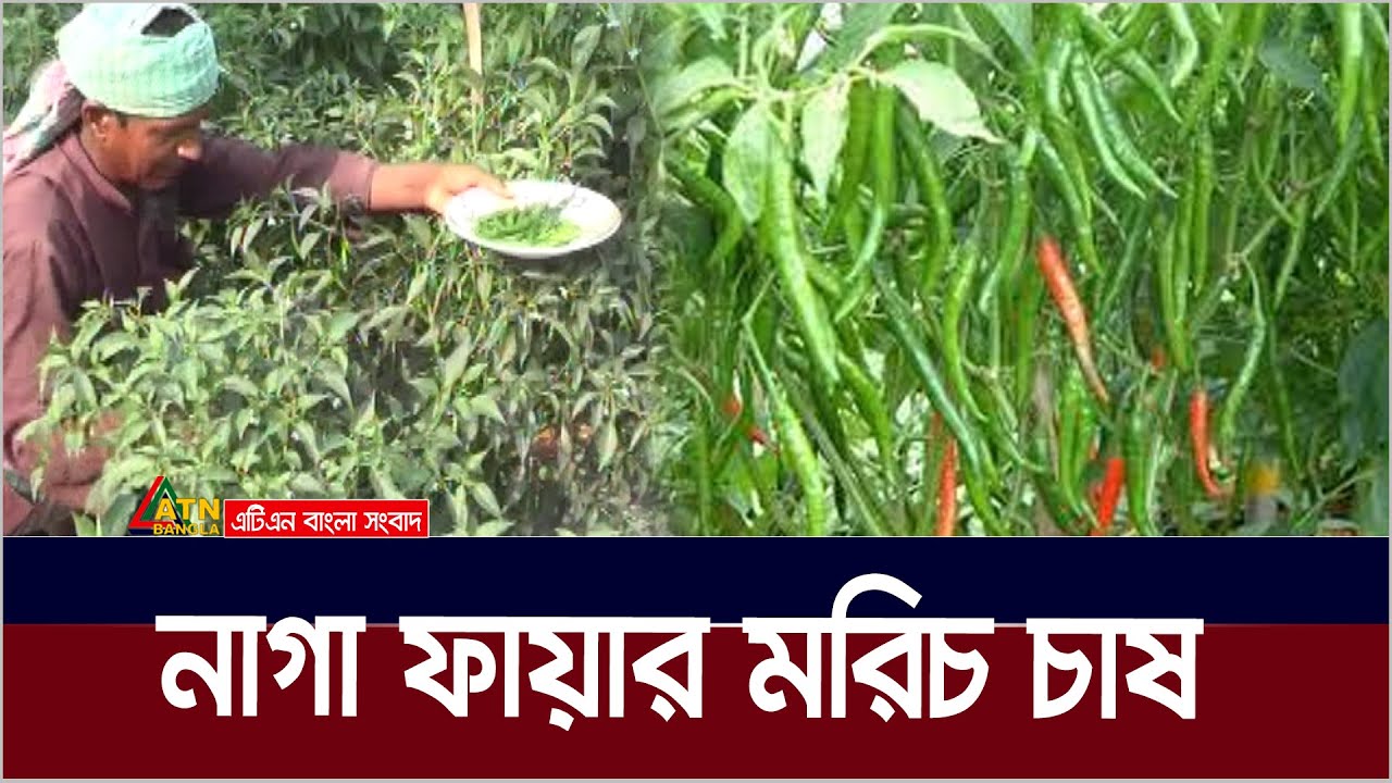 নতুন প্রযুক্তিতে উচ্চ ফলনশীল জাতের নাগা ফায়ার মরিচ চাষ। Pepper | ATN Bangla News