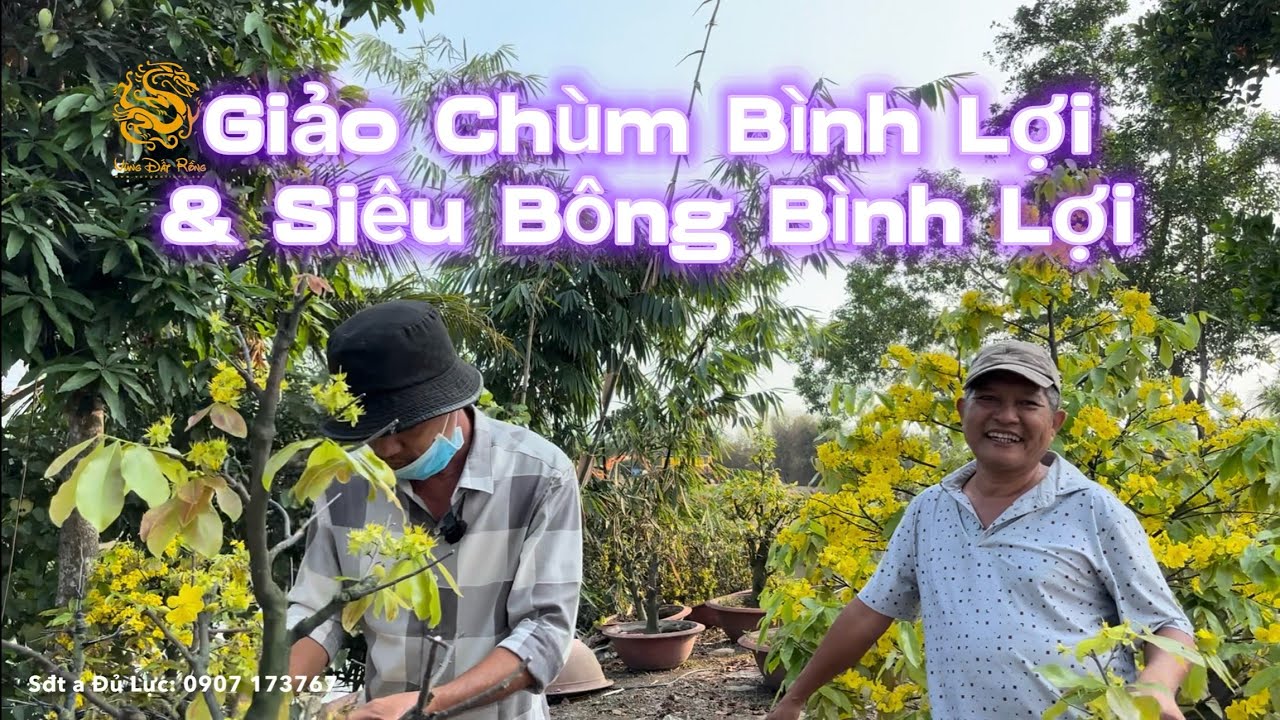 💥A Đủ Lực - Giảo Chùm Bình Lợi liệu có vượt qua Siêu Bông Bình Lợi trong năm 2026?|Vùng Đất Rồng 