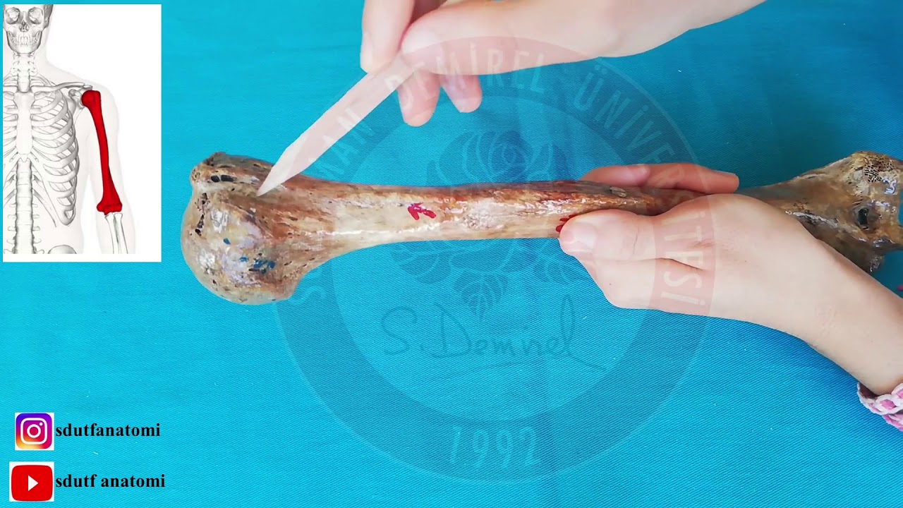 Humerus