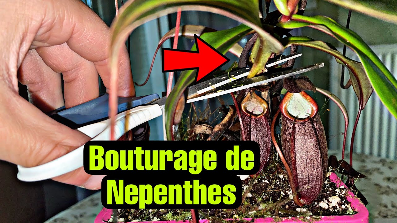 Comment multiplier son NEPENTHES par bouturage ? (TUTORIEL)