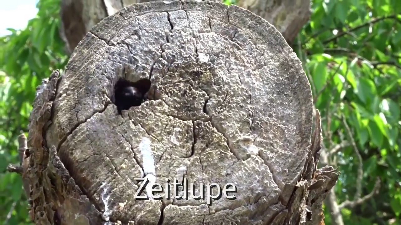 Holzbiene und Star im toten Baum