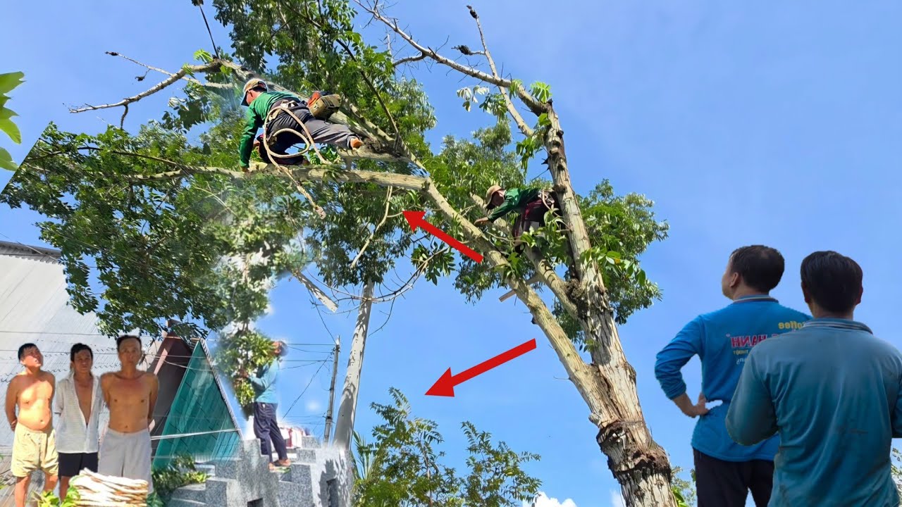 cưa cây, Trứng Sấu, tàn Nhánh ngã vô nhà  Lên dây điện, Mồ mã, cưa kỹ thuật,35