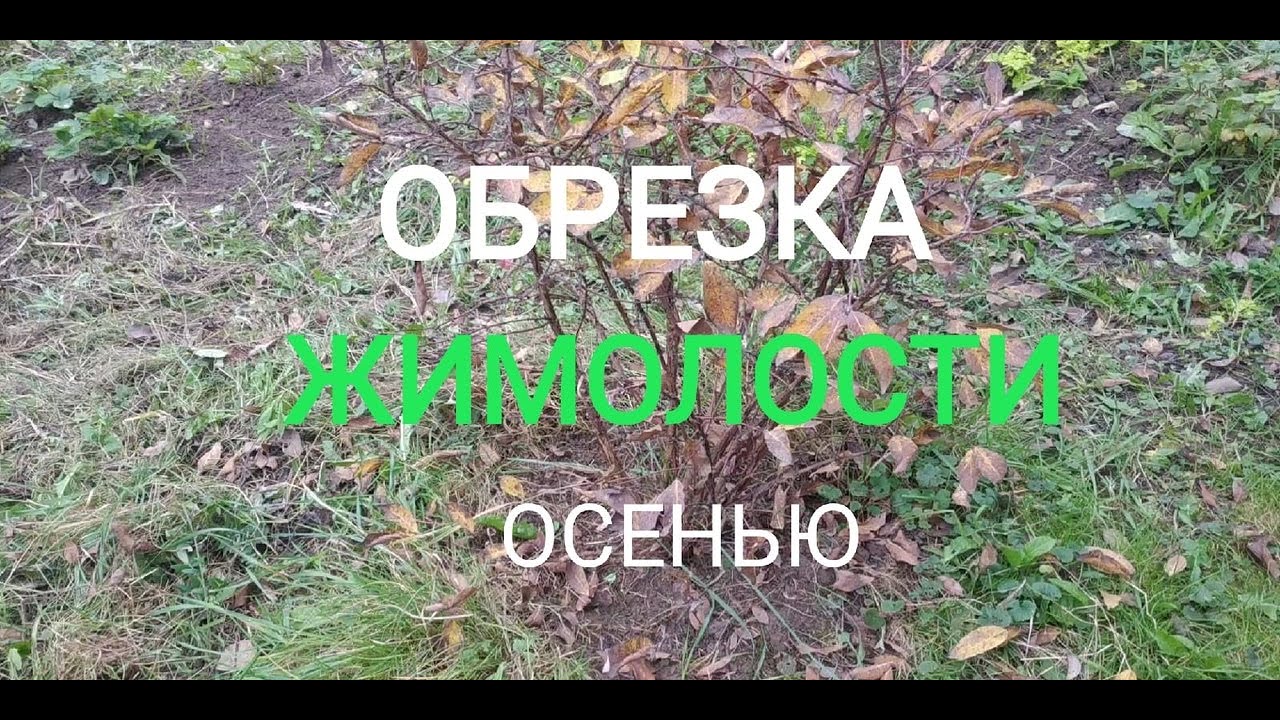 Когда и как правильно обрезать,  прореживать и формировать плодовую жимолость?
