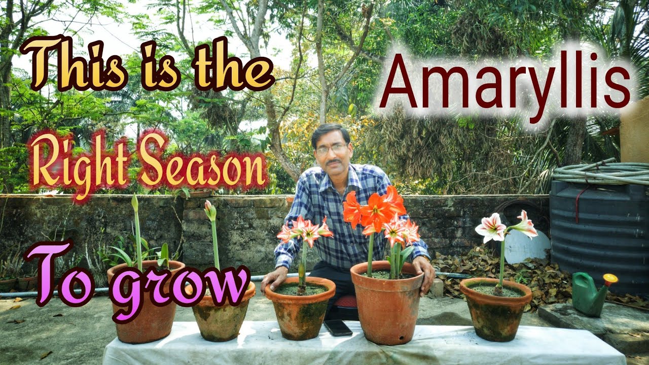 This is the Best time to Grow Amaryllis Bulbs !