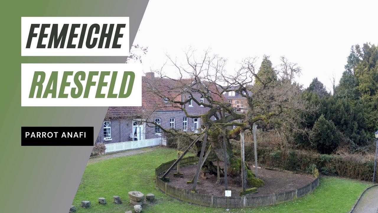 Der Älteste Baum Deutschlands !? Die  Femeiche in Raesfeld