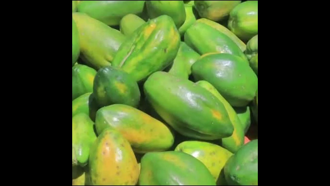 በሀገራችን በፓፓያ ልማት ላይ አሉታዊ ተጽዕኖ የሚፈጥሩ ዋና ዋና በሽታዎች የትኞቹ ናቸው? የትኞቹ የፓፓያ ዝርያዎች ናቸው በሰፊው ለምደው አየተመረቱ ያሉት?