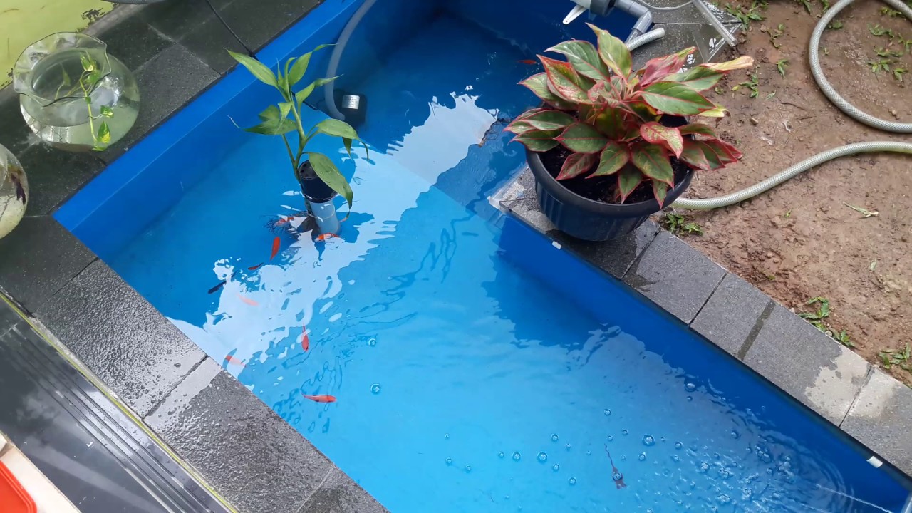Kolam Ikan Hias Mini dan kelengkapannya