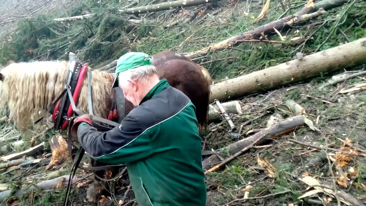Ťažba v náročnom teréne Stihl 400