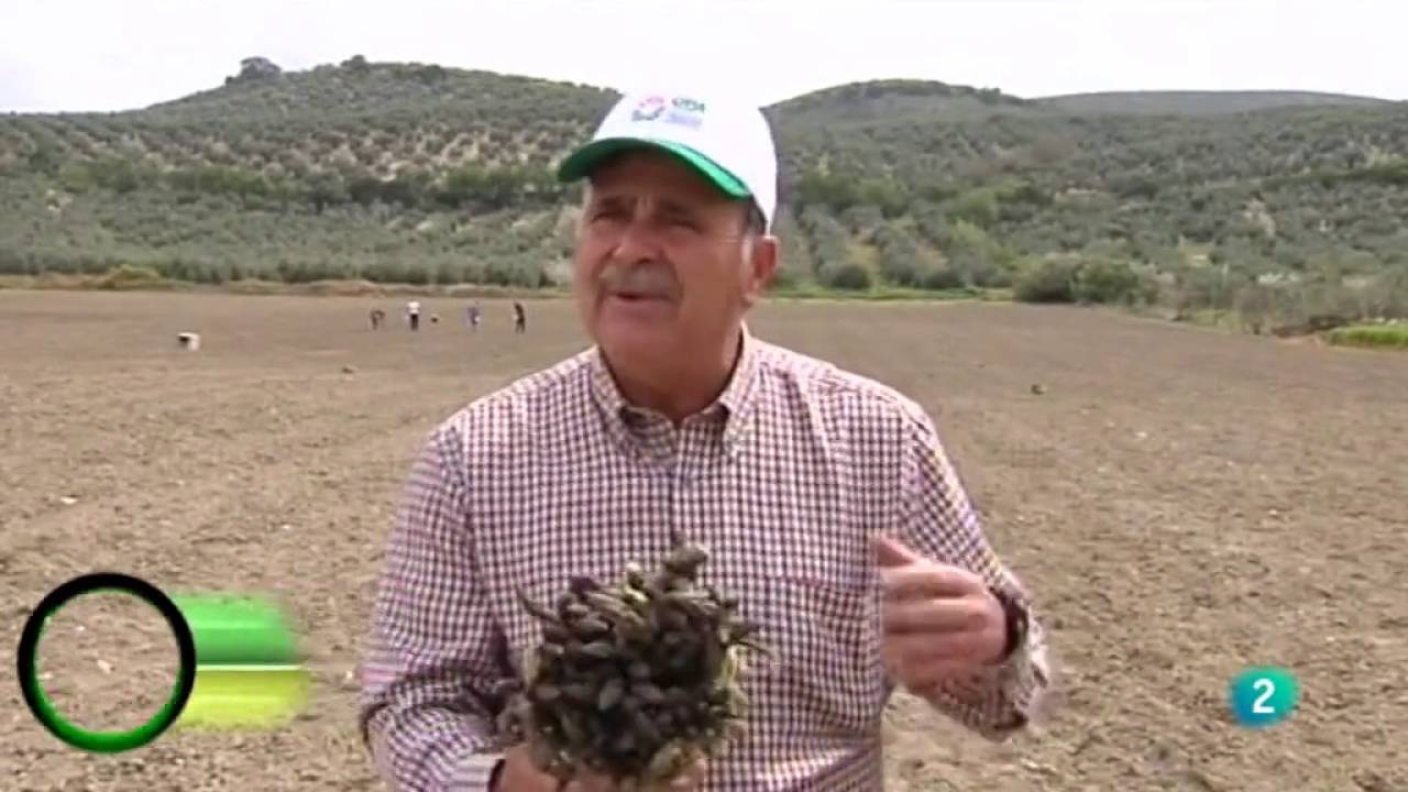 Reportaje espárrago en Alcalá la Real UPA  Agrosfera 8 mayo
