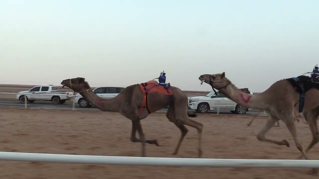 الشوط الثالث ثنايا بكار – نوايد ل راشد فاضل الهاجري