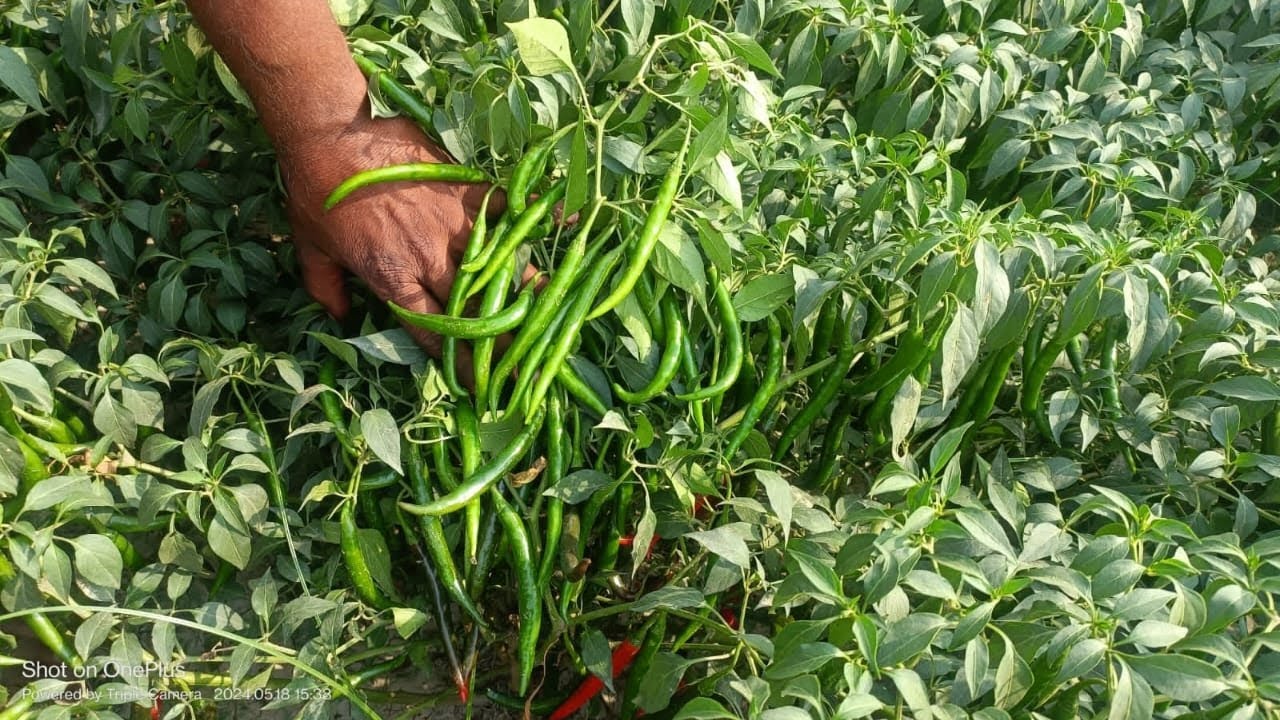 NONGWOO SEEDS CHILLI 7715  sabase accha mairch