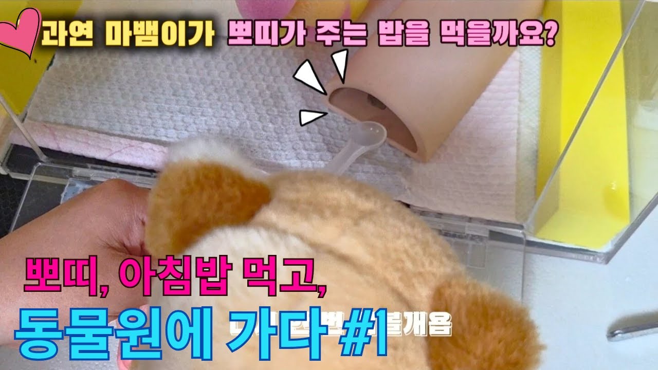 “귀여움 폭발⚡️ 뽀띠가 동물 친구들 밥 주는 리얼 브이로그!” 1탄