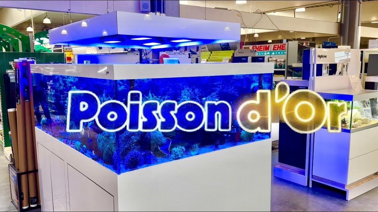 Poisson d'Or - Alles voor je zoetwater/zoutwater aquarium en vijver (Zeeaquarium tour 3 Deel 2)!