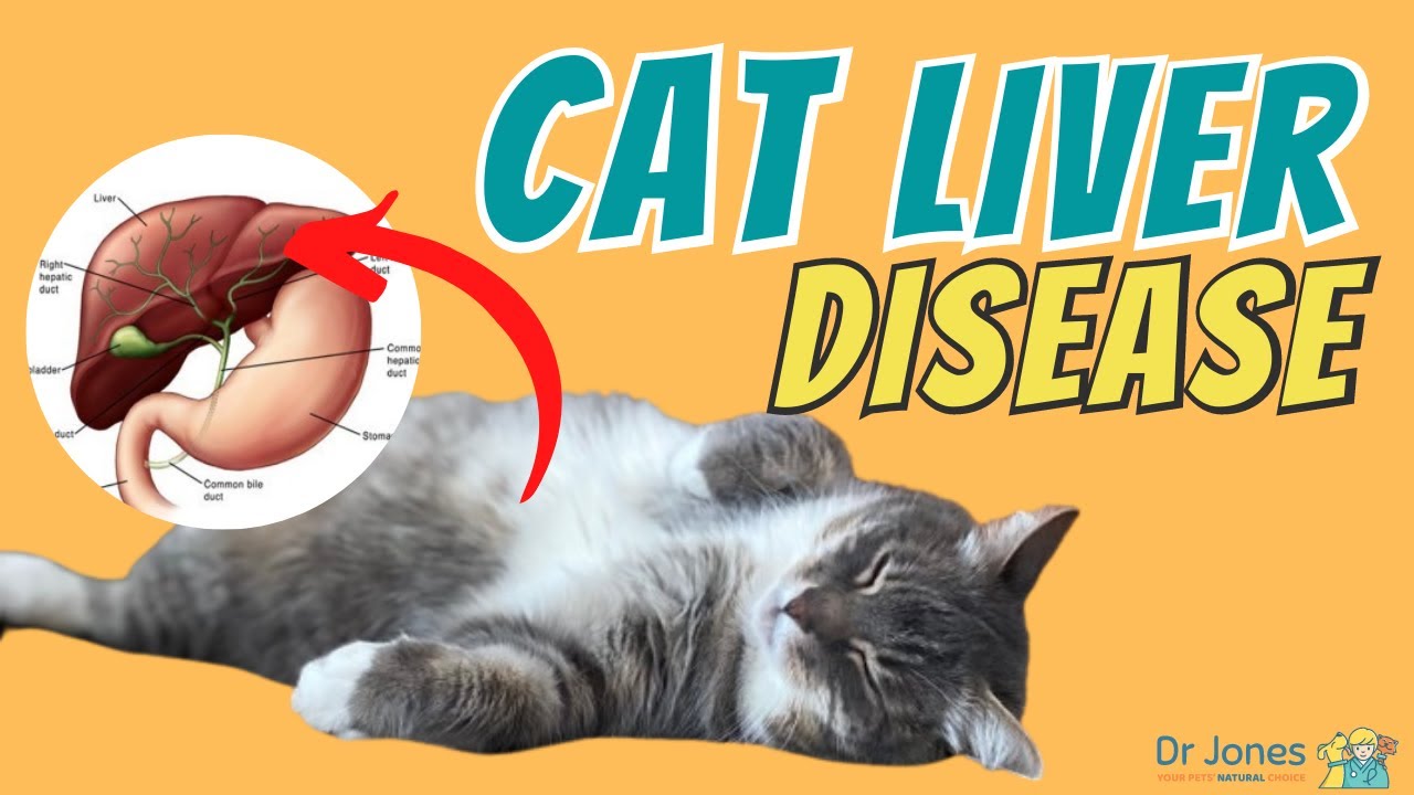 Warning Signs of Liver Disease in Cats You Must NOT Ignore!
