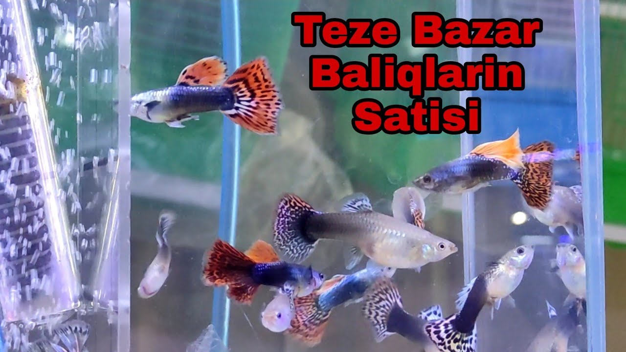 Teze Bazar Baliqlarin Satisi 13 mart 2022 #elixezer #tezebazar #baliq