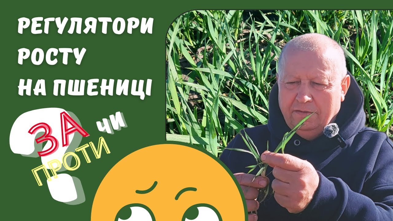 Регулятори росту на пшениці. За чи проти?