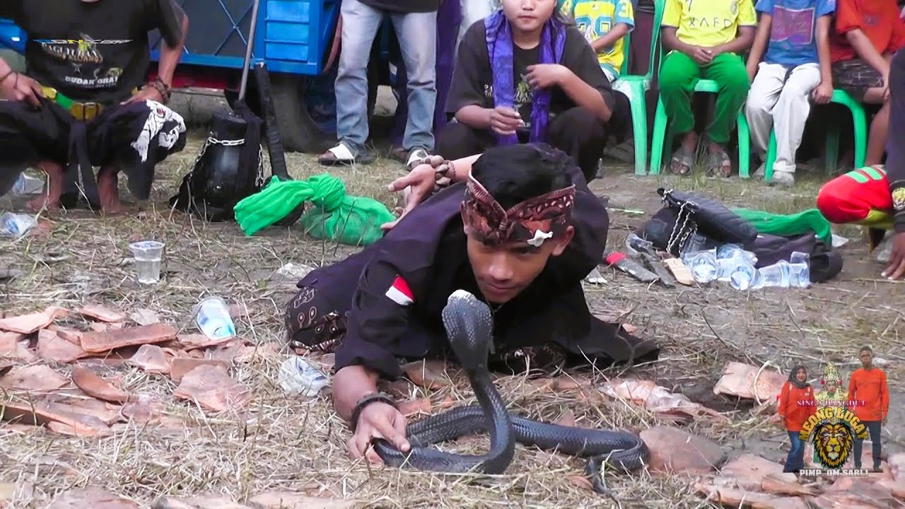 Ngeriiii ! ATRAKSI ULAR KOBRA SANCA - SINGA DANGDUT MEONG LUGAY YANG PUNYA NAMA OM SARLI GROUP