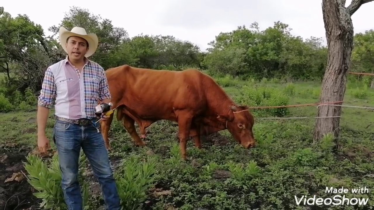 Corrales Dur&aacute;n: &iquest;C&oacute;mo preparar un semental para el empadre?