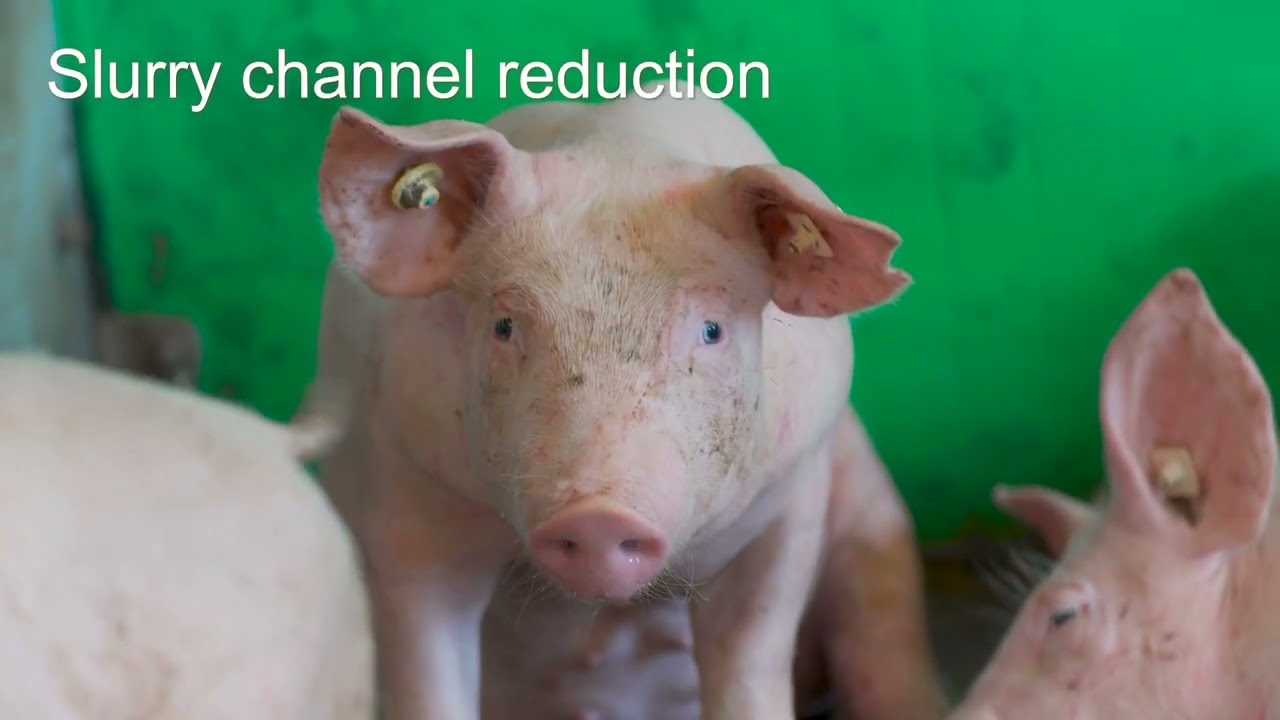 Slurry cooling and channel reduction for fattening pig houses
