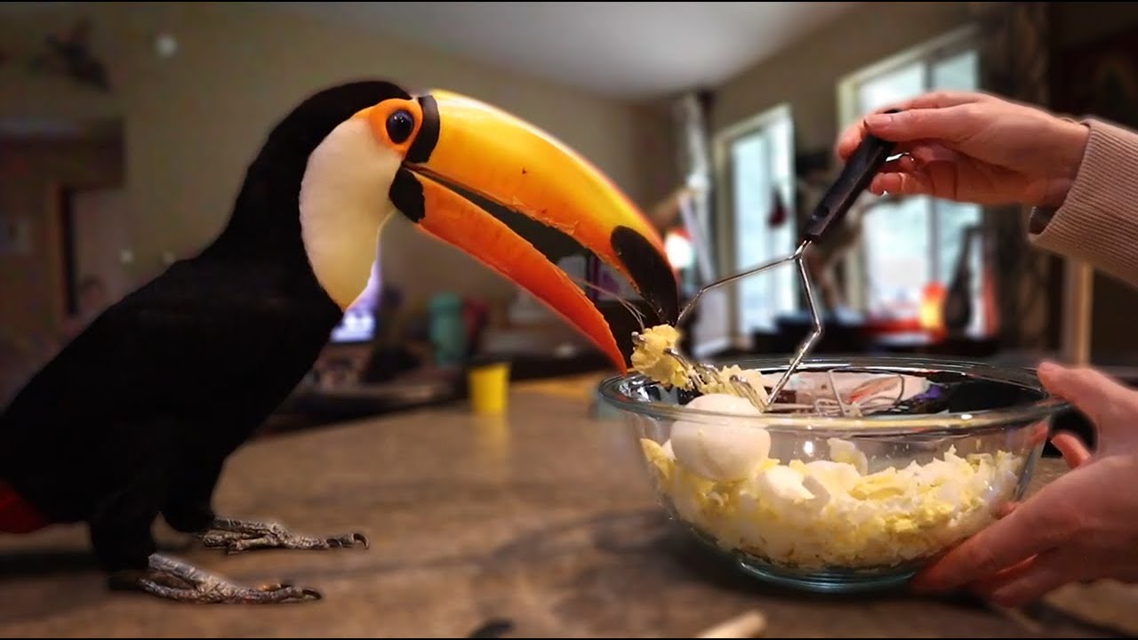 How My Toucan Communicates | Training a Toucan