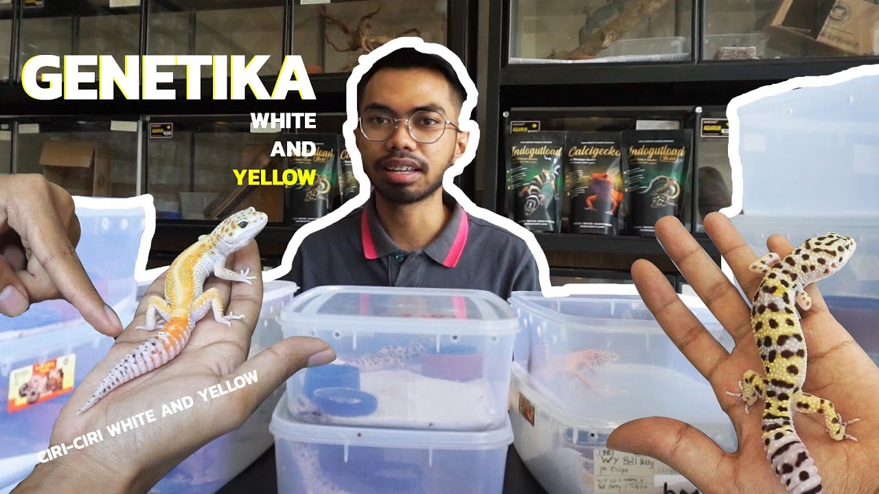 GECKO VLOG #83 BAHAS GENETIKA WHITE AND YELLOW