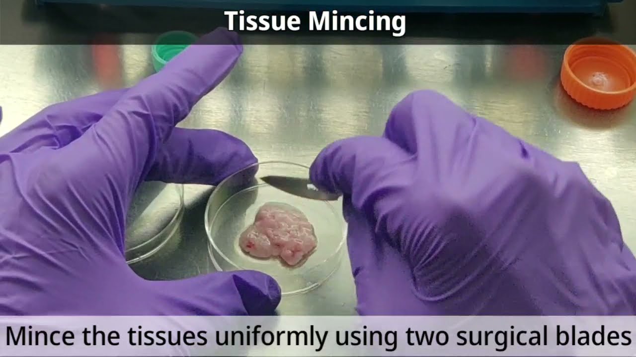 Primary Mammary Epithelial Cells Isolation: Part-1 #primarycells #breastcancer #mousedissection