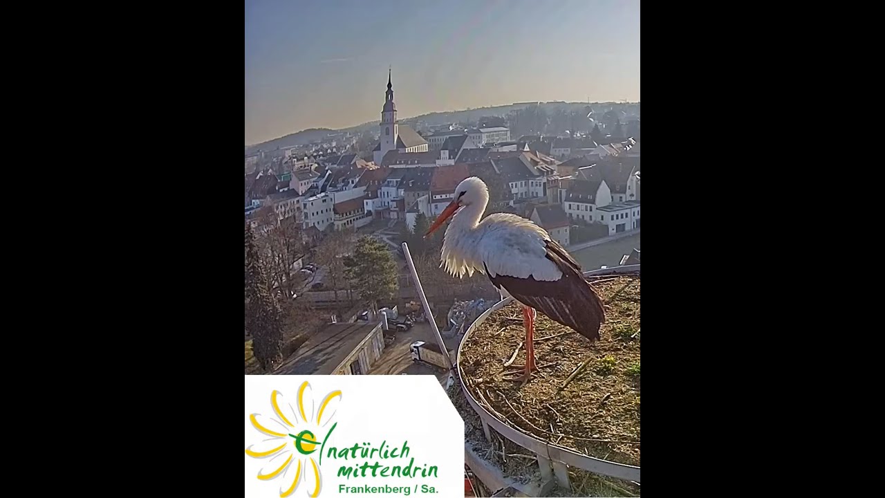 Storchennest Frankenberg