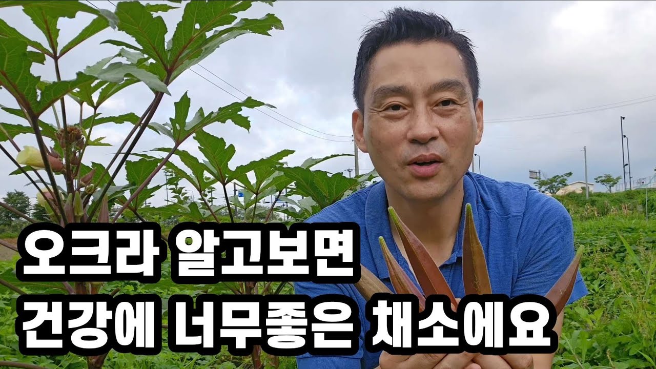 오크라효능 재배방법 먹는법을 알려드립니다