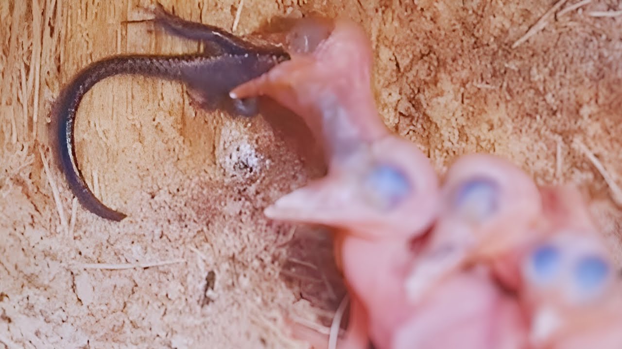 3 MOMENTS THE BABY KINGFISHER SWALLOWED A LARGE LIFESTYLE