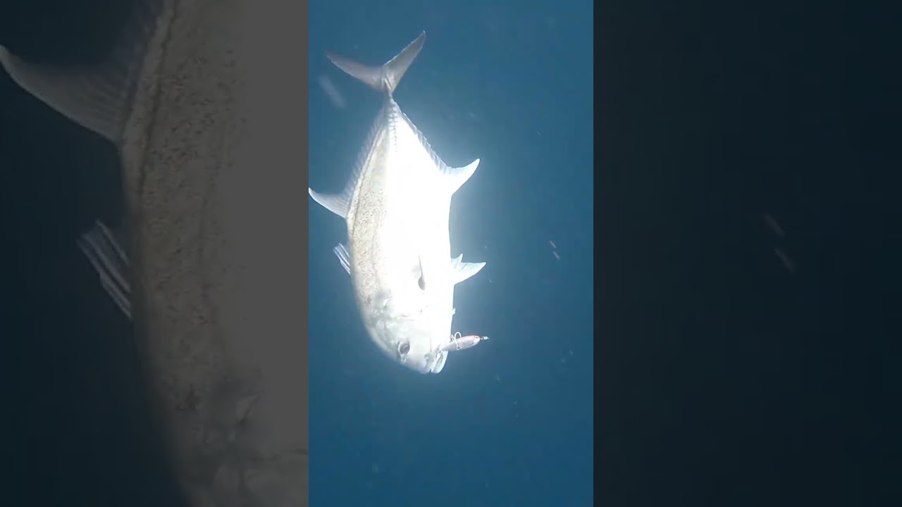 POPPING GT Bali