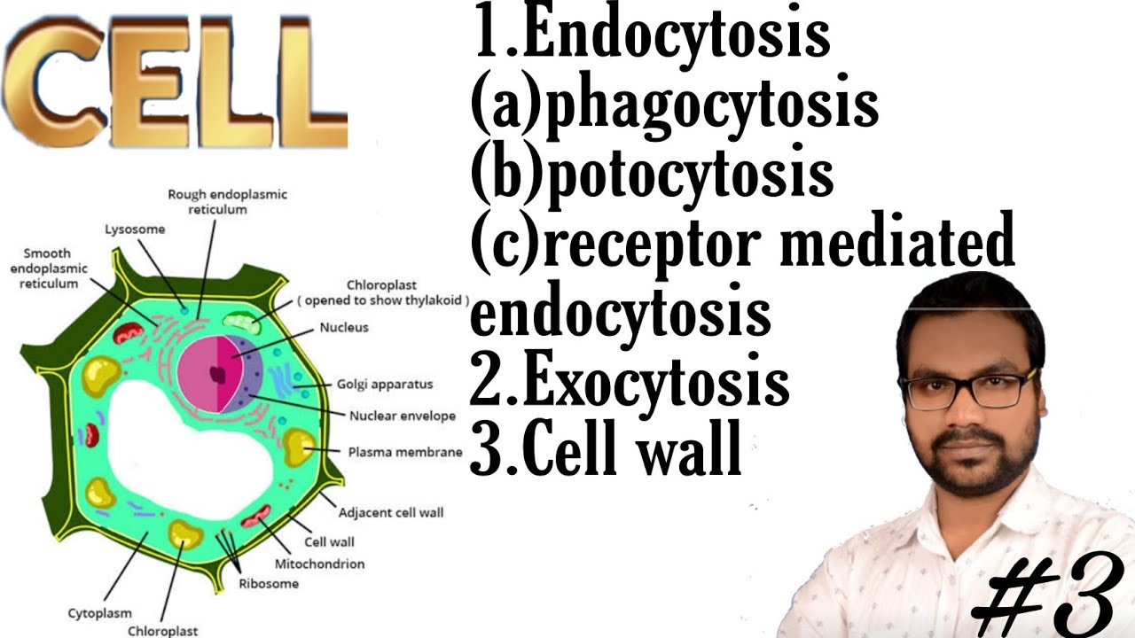 Lecture-3 || 1.Endocytosis (a)Phagocytosis(b)Potocytosis (c)RME 2.Exocytosis 3.Cell wall #cbse #cell