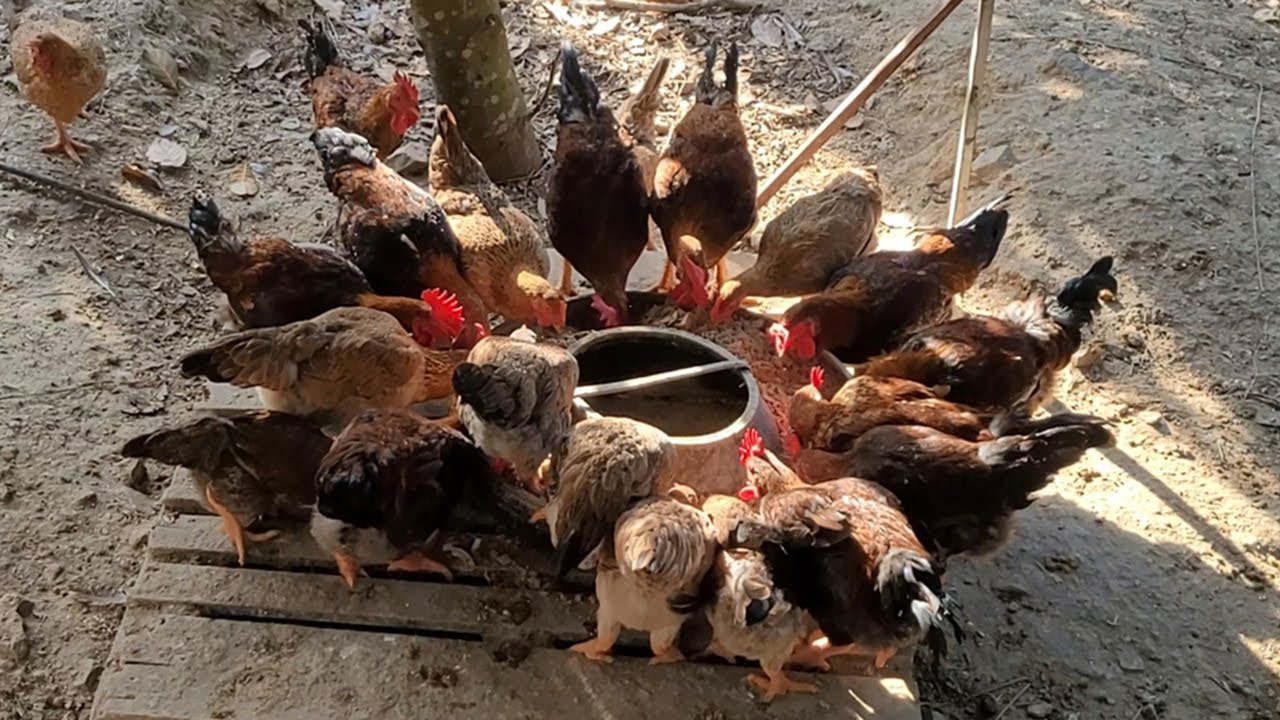 Raising Small Farm Chickens Using Feed Mixed With Banana Trees
