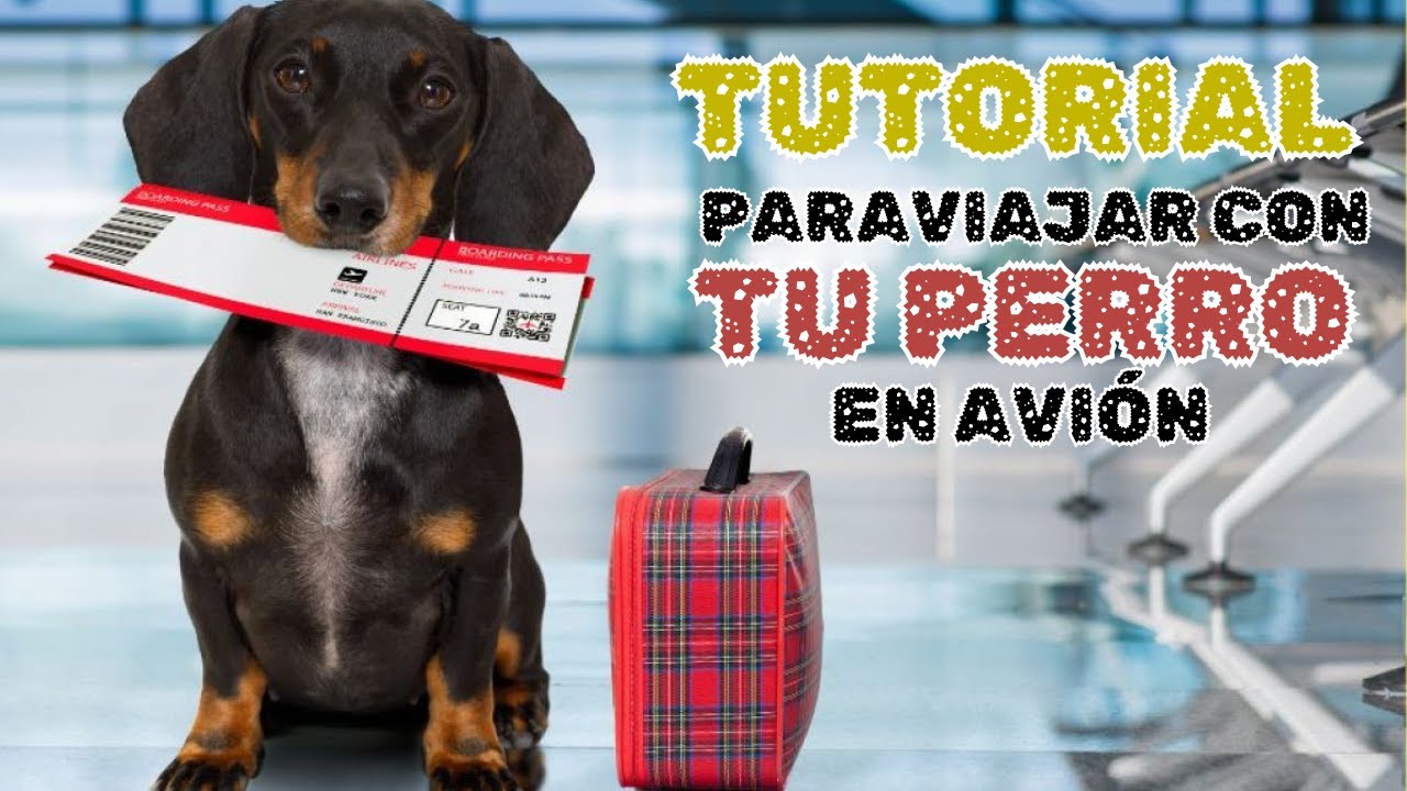 Trámites PASO a PASO para VIAJAR CON MASCOTAS en avión ✈️ SIN PAGAR GESTORES