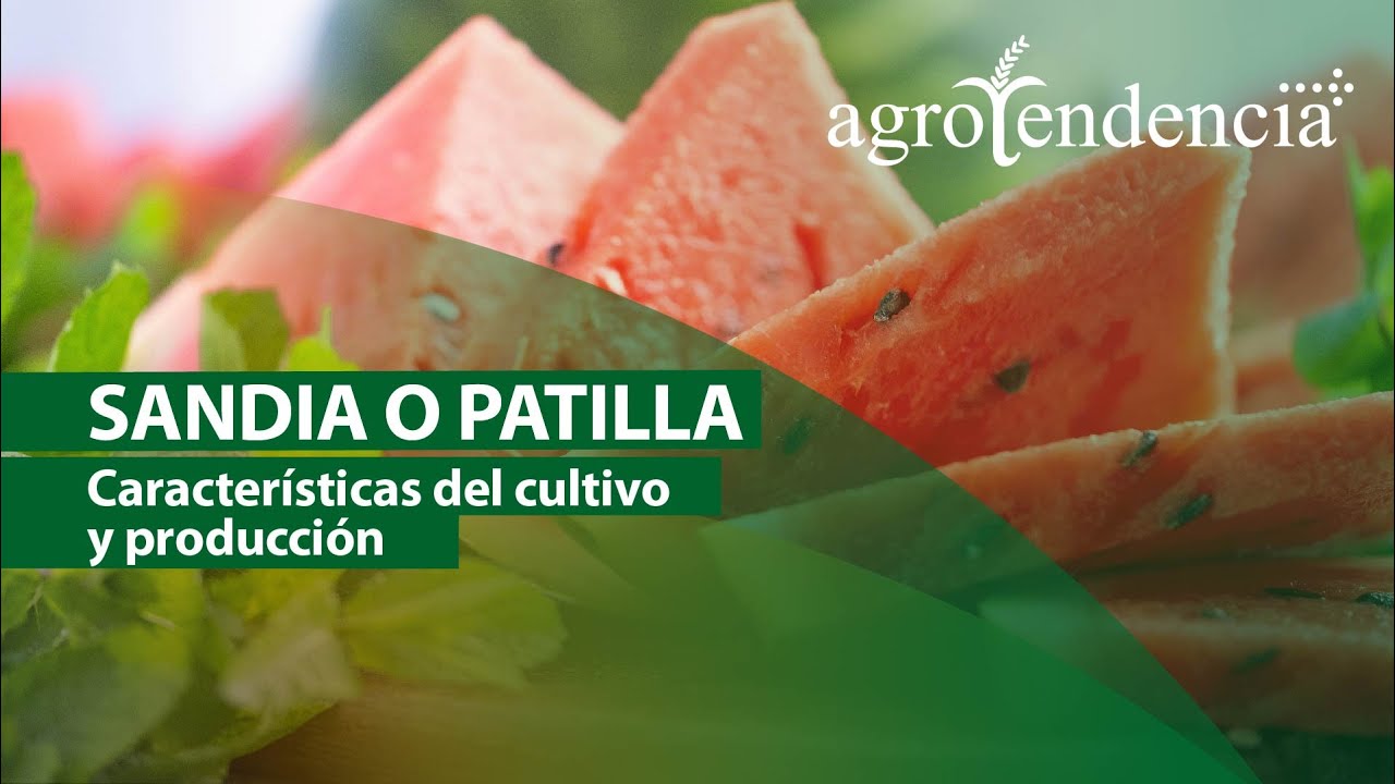 Cultivo de Sandía o Patilla.