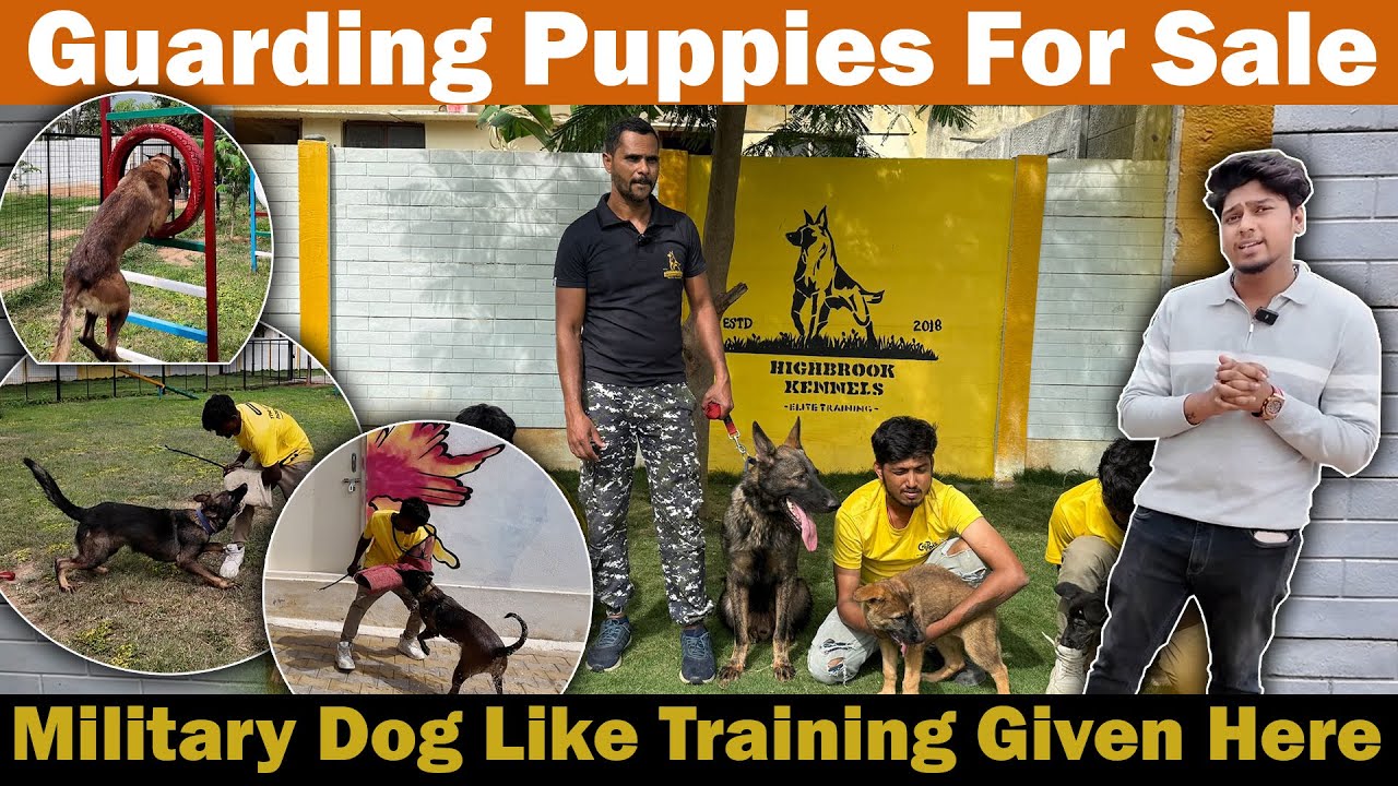 TOP QUALITY PUPPIES FOR SALE IN BANGALORE | GUARDING PUPPIES,BOARDING AND TRAINING