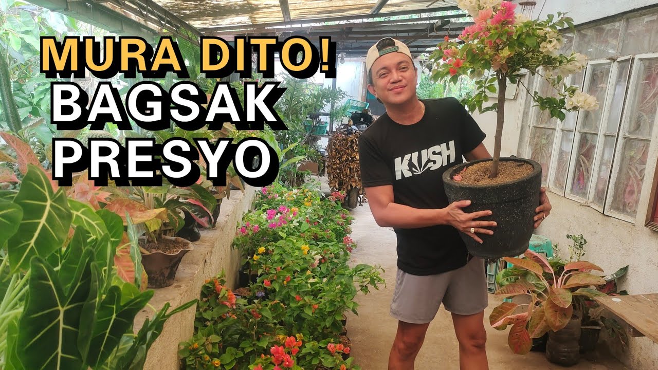BOUGAINVILLEA CHEAP STORE TO BUY & PLANT CARE TIPS TO BLOOM FLOWERS