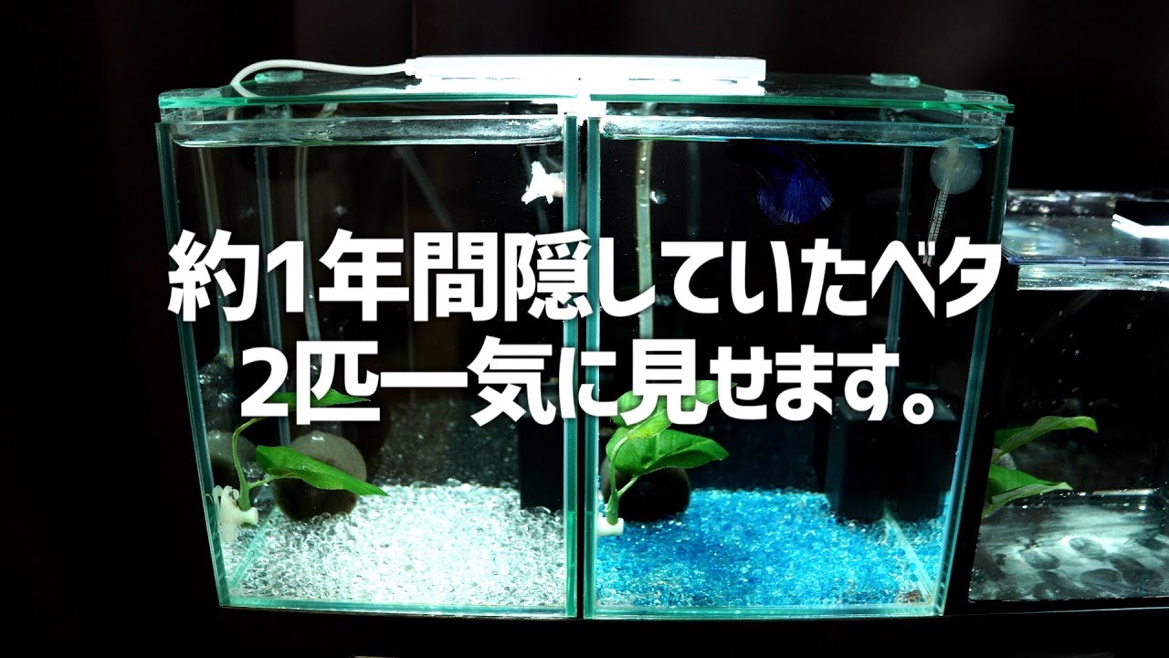 完璧を目指したベタ水槽を増やして2匹のベタを飼いました。#456【アクアリウム】