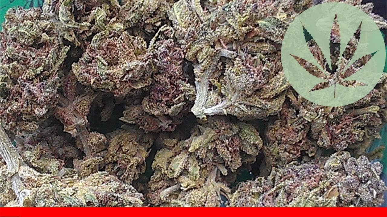 Purple Cheese - All About This Strain